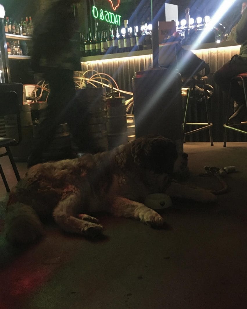 bernardinac Bernardita u lokalnoj kafani