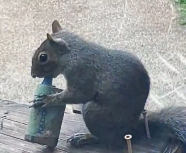 veverice vejpuju elektronske cigarete u parku u londonu