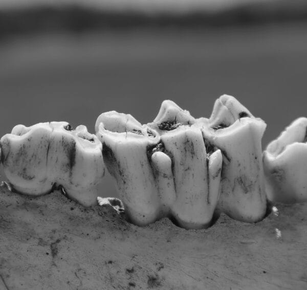 Praistorijski zubi i vilica koji ilustruju istraživanje o neandertalcima i primitivnoj stomatologiji