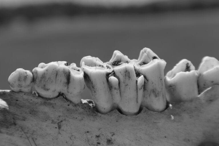 Praistorijski zubi i vilica koji ilustruju istraživanje o neandertalcima i primitivnoj stomatologiji