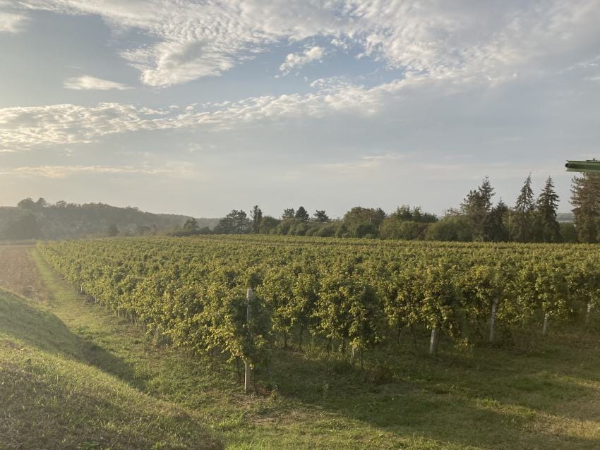 Vinogradi na Fruškoj gori kod čarde Atos na Koruški