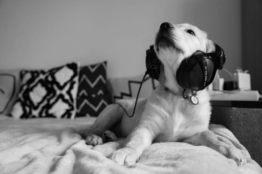 Pas sa velikim slušalicama leži na krevetu i sluša muziku