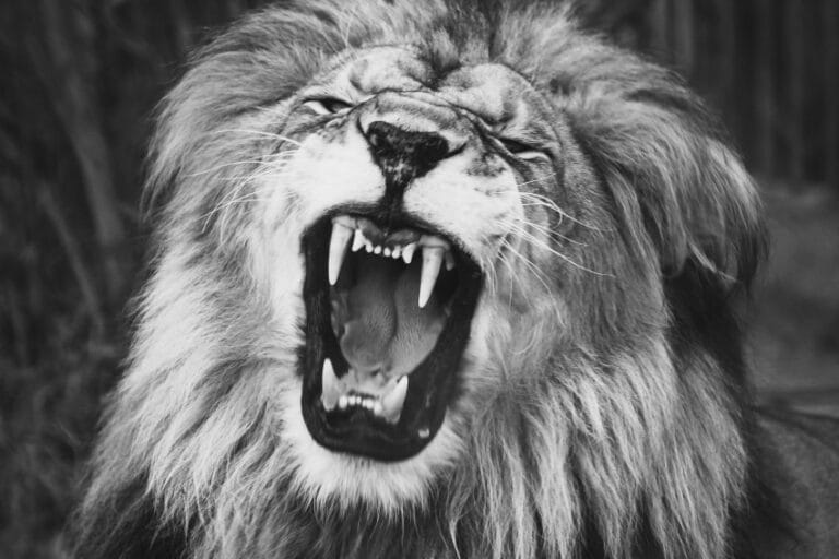 ilustracija za Roar, najopasniji film ikad snimljen - Ričući mužjak lava sa otvorenim čeljustima i vidljivim očnjacima