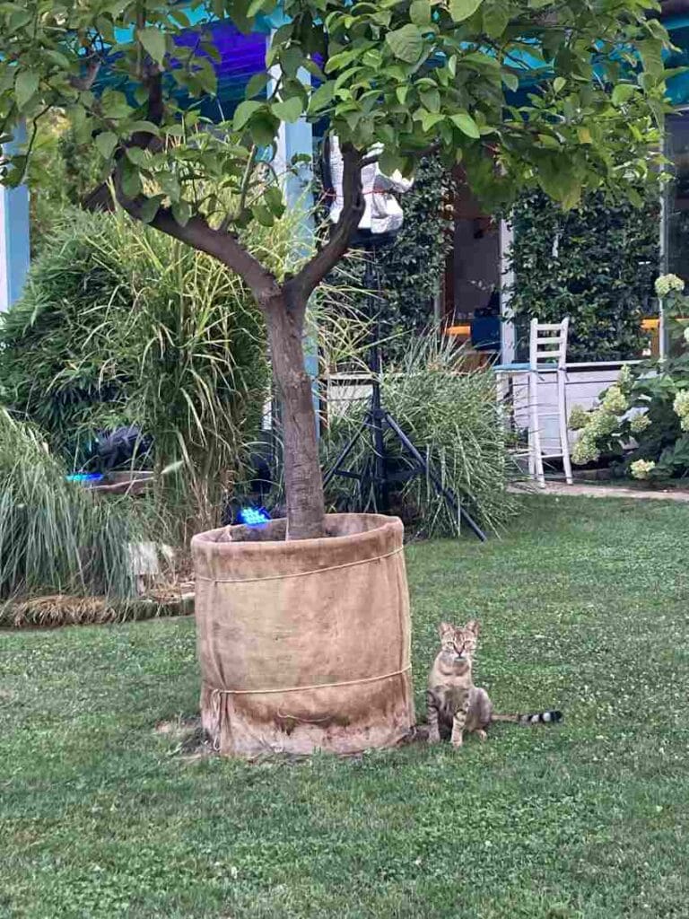 maca u bašti restorana Pasent u Sremskim Karlovcima